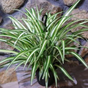 ペペロミア 美依子 3号ポット苗 観葉植物 鉢植え お洒落 おしゃれ