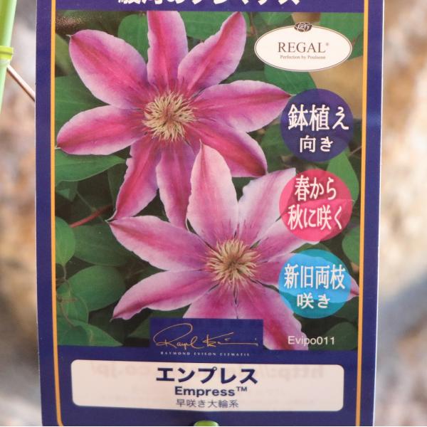プレミアムクレマチス エンプレス (早咲き大輪系) 2年生苗 4号ロングポット苗 クレマチス 駿河の...