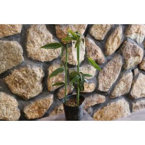 クレマチス アーマンディ 花 ガーデニング の商品一覧 通販 Yahoo ショッピング