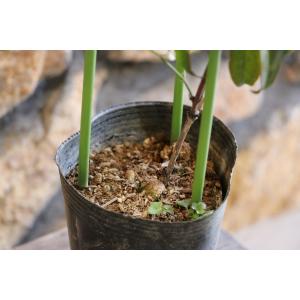 クレマチス アーマンディ 花 ガーデニング の商品一覧 通販 Yahoo ショッピング