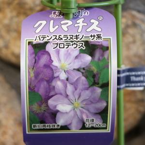 クレマチス 苗 江戸紫 ラヌギノーサ系 2年生株 充実大株 12cmポット
