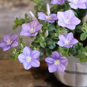 オキザリス 黄昏 2.5ロングポット苗 寄せ植え 花壇 カラーリーフ