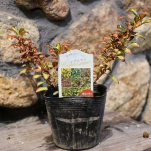 コプロスマ パシフィックサンセット 3.5号ポット苗 寄せ植え 花壇 鉢植え お洒落 オシャレ カラーリーフ｜gp-yamacho