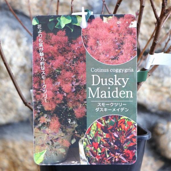 銅葉 スモークツリー ダスキーメイデン 4号鉢 けむりの木 寄せ植え 花壇 鉢植え 地植え 植木 苗...
