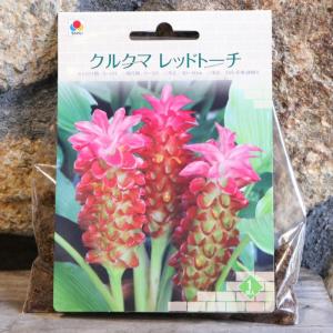 【球根】 クルクマ レッドトーチ 1球入 球根 ...の商品画像