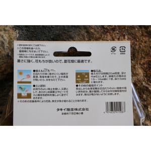 【球根】 クルクマ レッドトーチ 1球入 球根...の詳細画像3
