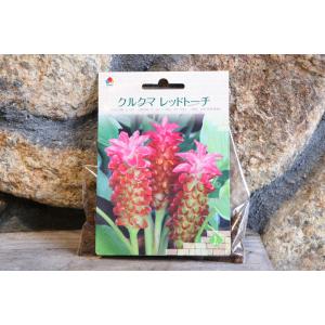 【球根】 クルクマ レッドトーチ 1球入 球根...の詳細画像4