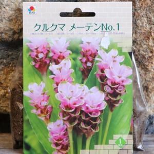 【球根】 クルクマ メーテンNo.1 1球入 球...の商品画像