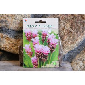 【球根】 クルクマ メーテンNo.1 1球入 ...の詳細画像4