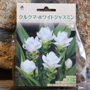 【球根】 クルクマ ホワイトジャスミン 1球入...の詳細画像4