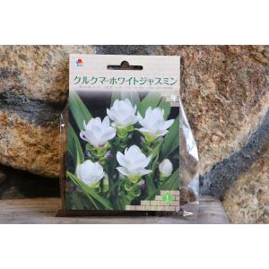 【球根】 クルクマ ホワイトジャスミン 1球入...の詳細画像5