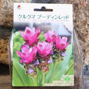【球根】 クルクマ プーディンレッド 1球入 球...の商品画像