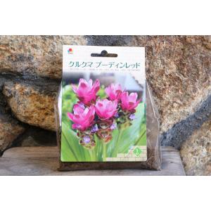 【球根】 クルクマ プーディンレッド 1球入 ...の詳細画像4