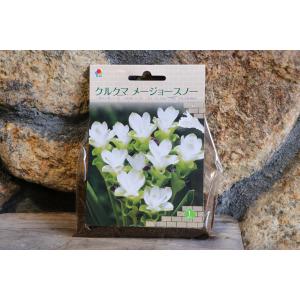 【球根】 クルクマ メージョースノー 1球入 ...の詳細画像1
