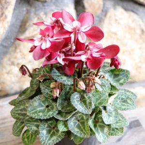 宿根草 ダリア マキシ カンクン 3号（直径9cm）ポット苗 1株 耐寒性