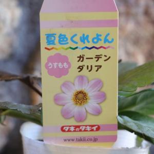 タキイ ガーデンダリア 夏色クレヨン うすもも 3.5号ポット苗 寄せ植え 花壇 鉢植え お洒落 おしゃれ 可愛い かわいい 球根 春の花 秋の花 花 苗 初心者｜グリーンプラザ山長ヤフーショッピング店