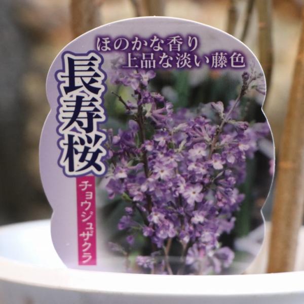 長寿桜 4号鉢 チョウジュザクラ 植木 苗木 鉢植え 地植え お洒落 オシャレ 可愛い カワイイ 落...