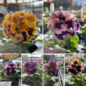 パンジー ドラキュラ アソート 3.5号ポット苗...の商品画像