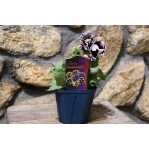 パンジー ドラキュラ アソート 3.5号ポット...の詳細画像1