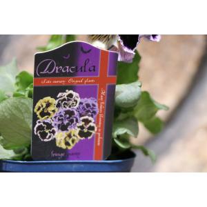 パンジー ドラキュラ アソート 3.5号ポット...の詳細画像2