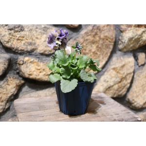 パンジー ドラキュラ アソート 3.5号ポット...の詳細画像3