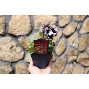 パンジー ドラキュラ アソート 3.5号ポット...の詳細画像4