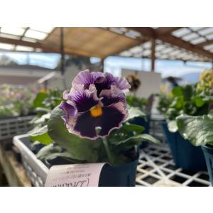 パンジー ドラキュラ アソート 3.5号ポット...の詳細画像5