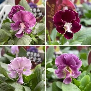 ゲブラナガトヨ ビオラ アマゾネス 2色MIX植え アソート 3.5号ポット苗