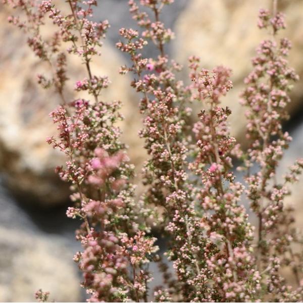 淡雪エリカ プリティレッド 3〜3.5号ポット苗 アワユキエリカ 寄せ植え 花壇 鉢植え お洒落 オ...