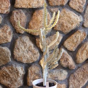 アガベ苗 2号×6株品種おまかせセット : 植物・園芸専門店 花育通販