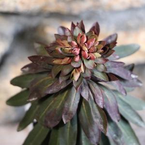 寄せ植え ユーフォルビア 花 ガーデニング の商品一覧 通販 Yahoo ショッピング