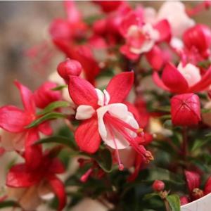 フクシア プーニー 花の苗 の商品一覧 苗 花 ガーデニング 通販 Yahoo ショッピング