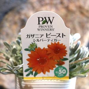 ガザニア ビースト シルバーティガー 3号ロングポット苗 寄せ植え 花壇 鉢植え お洒落 オシャレ 可愛い 冬の花 春の花 花 カラーリーフ｜gp-yamacho