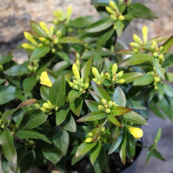 カロライナジャスミン 3.5号ポット苗 寄せ植え 花壇 鉢植え お洒落 オシャレ 可愛い カワイイ ...