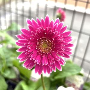 タキイ 宿根ガーベラ 八重咲大輪系 ガルビネア マジェスティック パープル 3.5号ポット苗 寄せ植え 花壇