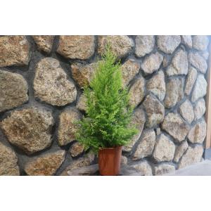 ゴールドクレスト 寄せ植えの商品一覧 通販 Yahoo ショッピング