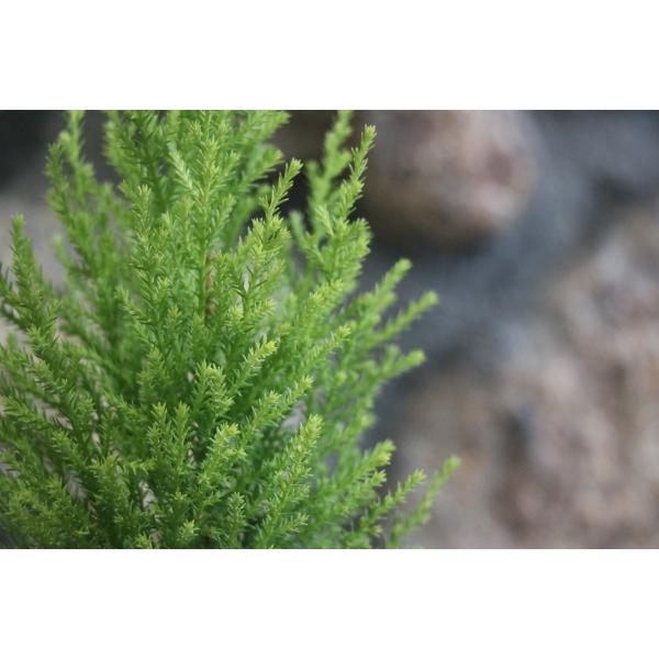 ゴールドクレスト ウィルマ 3〜3.5号ポット苗 コニファー 寄せ植え 鉢植え