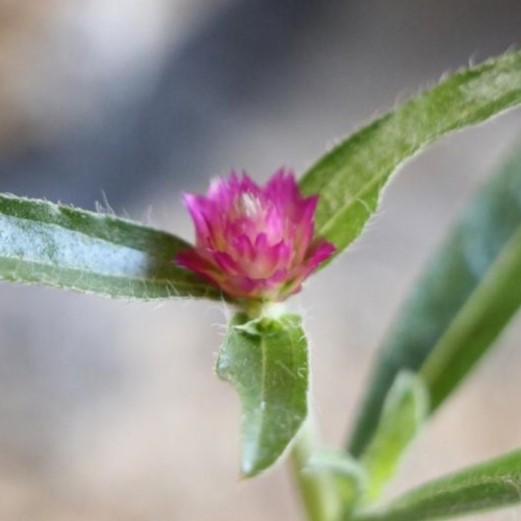 センニチコウ ラズベリーフィールド 3号ポット苗 千日紅 寄せ植え 花壇