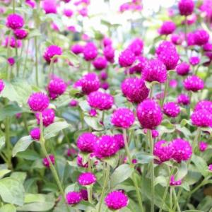 センニチコウ ネオン 3〜3.5号ポット苗 千日紅 寄せ植え 花壇