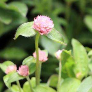センニチコウ ライトピンク3〜3.5号ポット苗 千日紅 寄せ植え 花壇