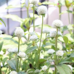センニチコウ ホワイト 3号ポット苗 千日紅 寄せ植え 花壇｜gp-yamacho