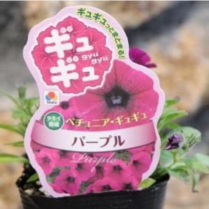 タキイ ペチュニア ギュギュ パープル 3号ポット苗 寄せ植え 花壇の商品画像