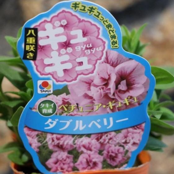 八重咲き タキイ ペチュニア ギュギュ ダブルベリー 3号ポット苗 寄せ植え 花壇