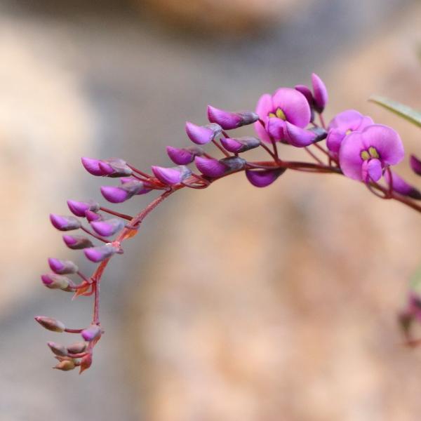 ハーデンベルギア パープル 3〜3.5号ポット苗 寄せ植え 花壇 鉢植え お洒落 おしゃれ 可愛い ...