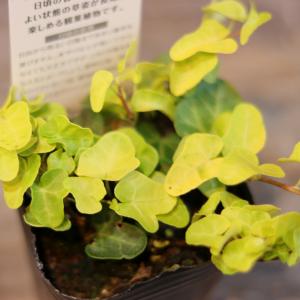 黄金葉 アイビー ジェイク 3〜3.5号ポット苗...の商品画像