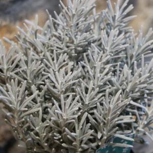 ヘリクリサムシルバー 苗 の商品一覧 花 ガーデニング 通販 Yahoo ショッピング