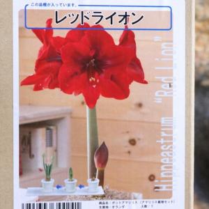 【球根】 アマリリス ポット植え 一重咲き レッドライオン 1球入 1箱 球根 福花園 ギフト 花壇 鉢植え お洒落 可愛い 豪華 手軽 春の花 花 苗 初心者