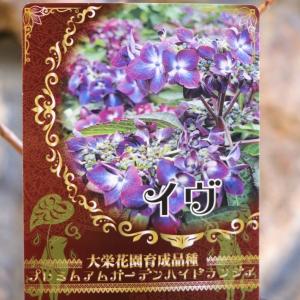 アジサイ イヴ 3.5号ポット苗 ハイドランジア...の商品画像