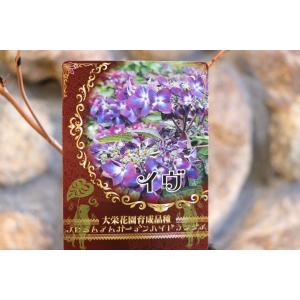 アジサイ イヴ 3.5号ポット苗 ハイドランジ...の詳細画像1