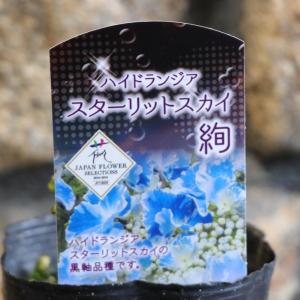 アジサイ スターリットスカイ絢 (あや) ブルー 3.5号ポット苗 ハイドランジア 黒軸アジサイ 紫陽花 植木 苗木 鉢植え 地植え お洒落 可愛い 花 苗 初心者 希少｜gp-yamacho